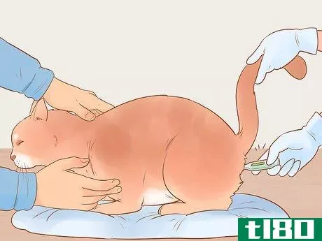 Image titled Know if Your Cat Is Sick Step 2