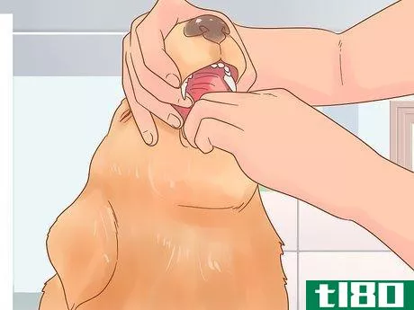Image titled Get Rid of Tapeworms in Your Pets Step 7