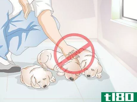 Image titled Get a Litter of Puppies to Sleep Step 4