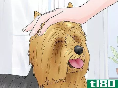 Image titled Identify a Silky Terrier Step 12