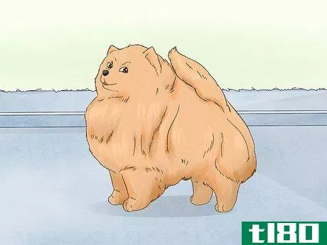 Image titled Identify a Pomeranian Step 11