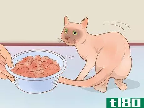 Image titled Know if Your Cat Is Sick Step 4