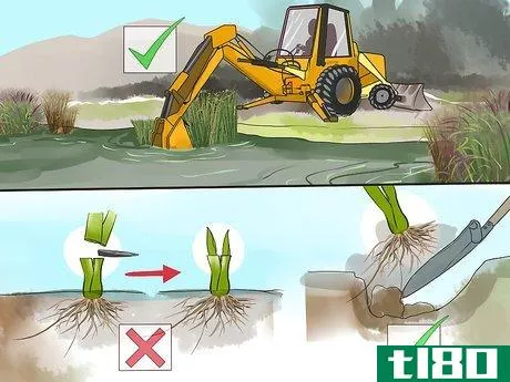 Image titled Get Rid of Cattails Step 1
