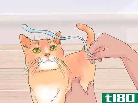 Image titled Have Fun with Your Cat Step 14