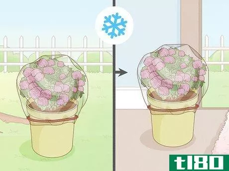 Image titled Grow Hydrangeas in a Pot Step 14