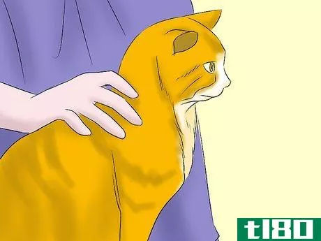 Image titled Help a Cat with Epileptic Seizures Step 9
