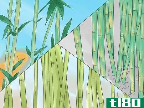 如何种竹子(grow bamboo)