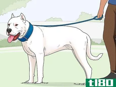 Image titled Identify a Dogo Argentino Step 16