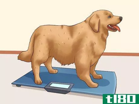 Image titled Fatten Up a Dog Step 4