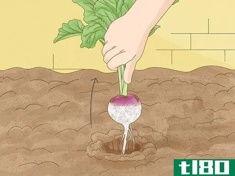 Image titled Harvest Turnips Step 10