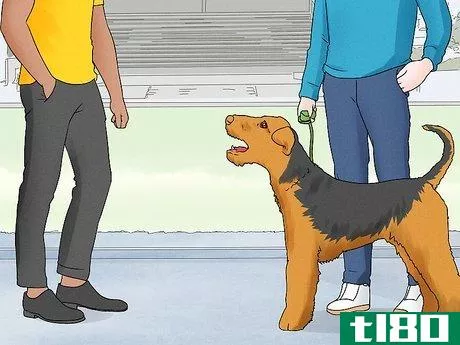 Image titled Identify an Airedale Terrier Step 13