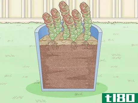 Image titled Grow Succulents Outdoors Step 6