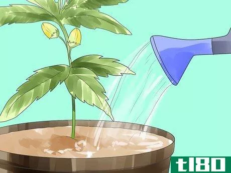 Image titled Grow Marijuana Hydroponically Step 16