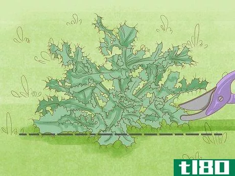 Image titled Get Rid of Thistles in Your Lawn Step 6