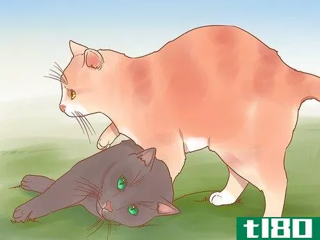 Image titled Have Fun with Your Cat Step 8