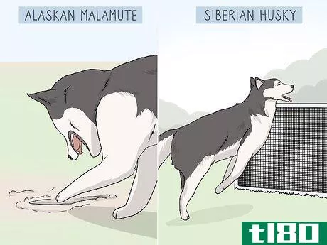 Image titled Identify an Alaskan Malamute from a Siberian Husky Step 8