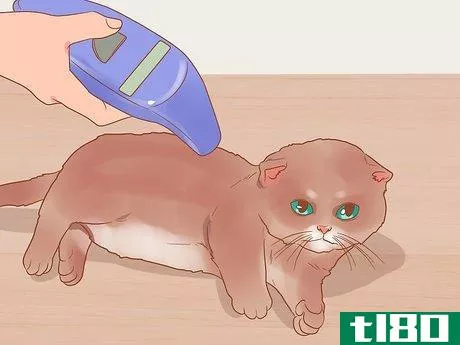 Image titled Introduce Your Kitten to the Outdoors Safely Step 14