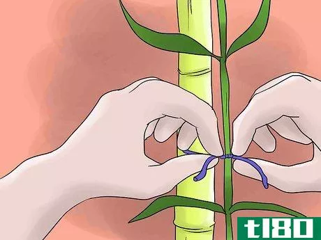 Image titled Help Carnations Make a Comeback Step 9