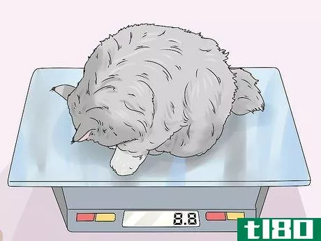 Image titled Identify a Siberian Cat Step 2