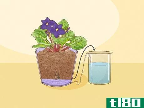 Image titled How Often Do You Water an African Violet Step 4