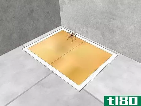 Image titled Keep Brown Recluse Spiders Out of Your House Step 11