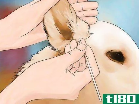 Image titled Identify Canine Tick Problems Step 7