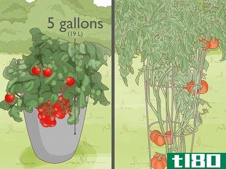 如何在盆里种西红柿(grow tomatoes in pots)