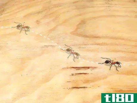 如何识别蚂蚁(identify ants)