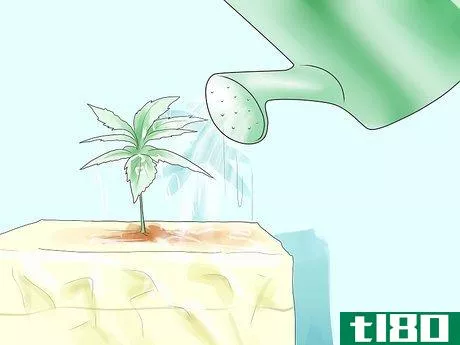 Image titled Grow Marijuana Hydroponically Step 11