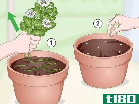 Image titled Grow Cilantro Indoors Step 19