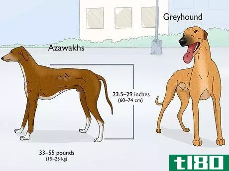 Image titled Identify a Greyhound Step 18