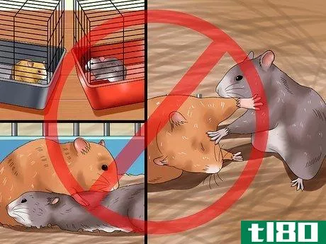Image titled Get Hamsters to Stop Fighting Step 8