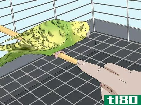 Image titled Hand Train a Parakeet Step 14