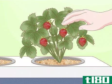 Image titled Grow Hydroponic Strawberries Step 20
