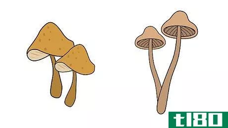 Image titled Grow Mushrooms Step 11
