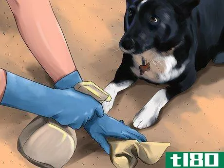 Image titled Housebreak a Dog with Positive Reinforcement Step 16