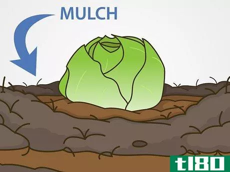 Image titled Grow Iceberg Lettuce Step 15