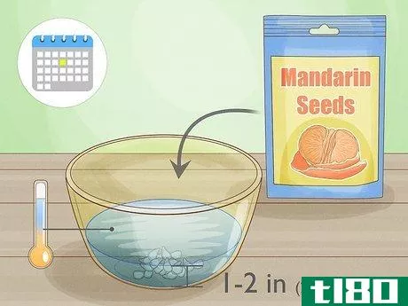 Image titled Grow Mandarin Trees Step 10