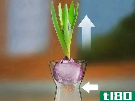 Image titled Grow a Hyacinth Bulb in Water Step 8