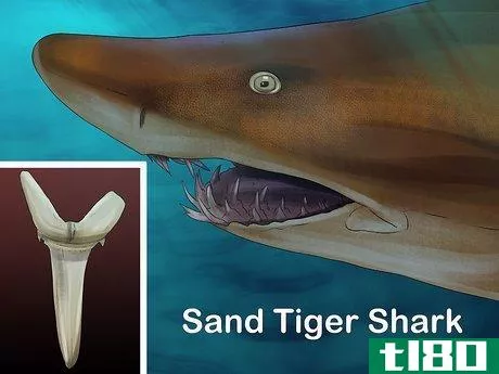 Image titled Identify Shark Teeth Step 9