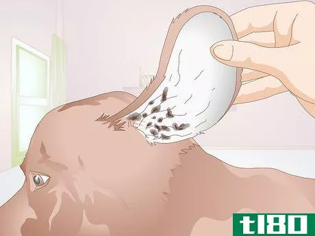 Image titled Identify Canine Ear Mites Step 5