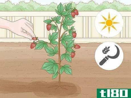 Image titled Harvest Raspberries Step 2