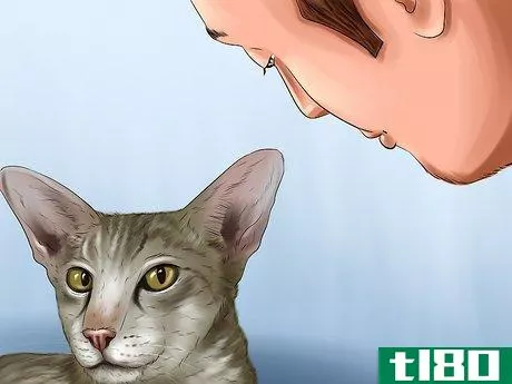Image titled Identify a Singapura Cat Step 9