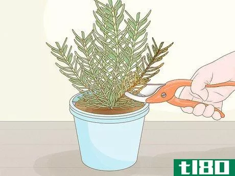 Image titled Grow Rosemary Indoors Step 15