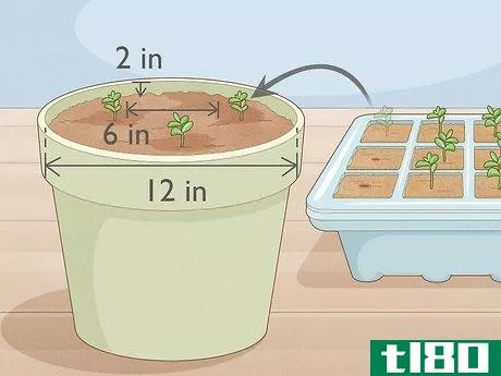 Image titled Grow Night Scented Stock Step 17