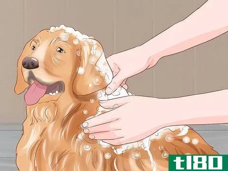 Image titled Groom Your Dog at Home Between Professional Groomings Step 8