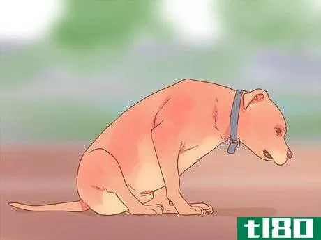 Image titled Get Rid of Tapeworms in Your Pets Step 1
