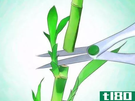 Image titled Grow Lucky Bamboo Step 12
