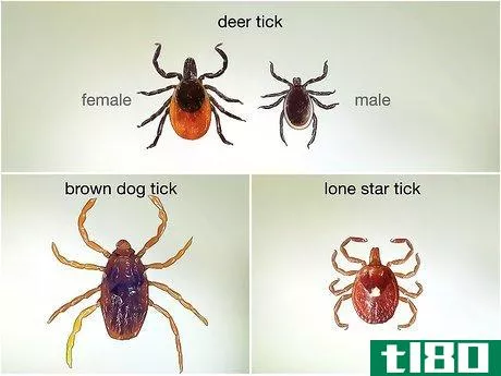 Image titled Identify a Deer Tick Step 4