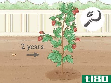 如何收获覆盆子(harvest raspberries)